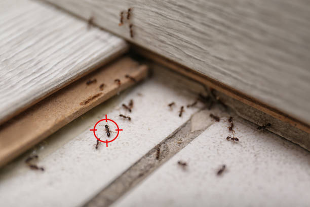 Best Commercial Pest Control Services  in Frankston, TX