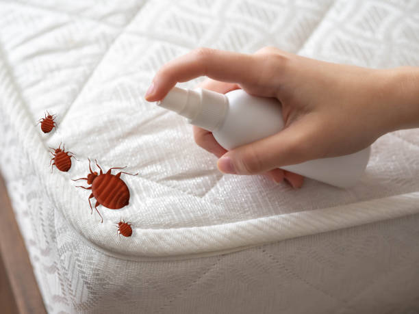 Wasp Removal Services in Frankston, TX