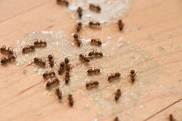 Best Pest Control Near Me in Frankston, TX
